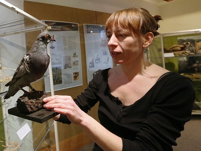 VÝSTAVU O FENOMÉNU holubí pošty doplňuje také zoologická část s exponáty z muzeí v Ústí nad Labem a v Hradci Králové.