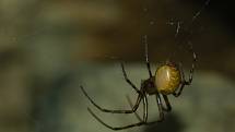 Meta temnostní, pavouk, který má v oblibě kromě jeskyní i vesnické sklepy.