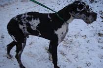 Psí útulek v Řepnici se nyní snaží zachránit čistokrevnou německou dogu. Pes byl nalezen ve velmi špatnem stavu. 
