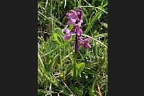 Vzácná orchidej vstavač kukačka by mohla v Českém středohoří růst na více místech. Pomůže akční plán.