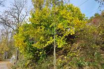 Zachráněná moruše černá u Velkých Žernosek