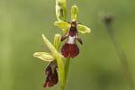 Tořič hmyzonosný (Ophrys insectifera) připomíná čmeláka nebo včelku. Hmyz se snaží přilákat příslibem páření.