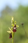 Tořič hmyzonosný (Ophrys insectifera) připomíná čmeláka nebo včelku. Hmyz se snaží přilákat příslibem páření.