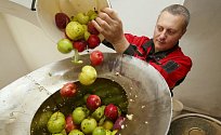 Vůně jablečné šťávy plní v těchto dnech moštárnu ve Starém Týně na Litoměřicku
