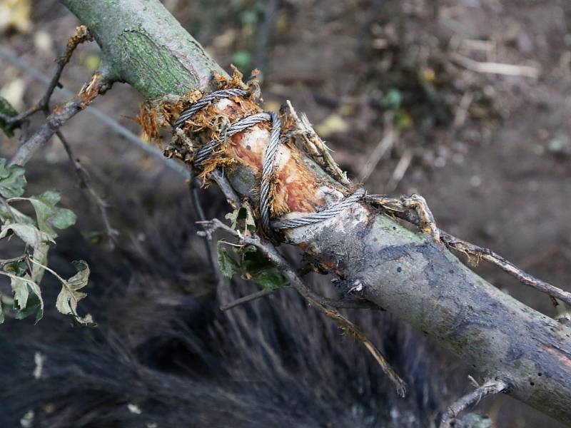 Pytlák řádil poblíž obce Tlučeň na Litoměřicku. Do lesa důmyslně nastražil pytlácké oko ze silného ocelového lanka. Do této pasti se chytla bachyně divokého prasete.