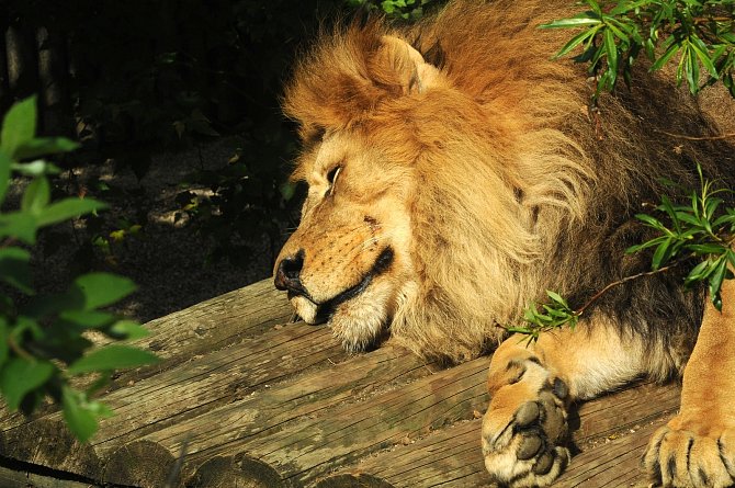 Odpočívající lev. Samci lvů patří mezi líná zvířata.