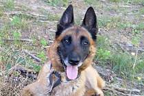 Policejní služební policejní pes Egon