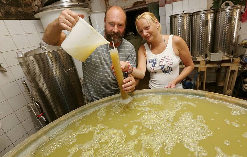 Sklizeň už zahájili ve Vinařství Hrabkovský ve Velkých Žernosekách. 