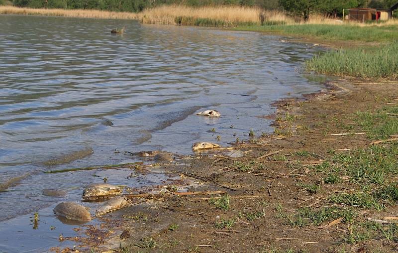 Na březích úštěckého Jezera Chmelař se v uplynulých dnech objevila řada mrtvých ryb. Za úhyn mohou podle rybářů vydry, které šupináče v zimě rušily a rybí osádka si neodpočinula. Oslabená proto snáze podléhá zaplísnění a následné smrti.