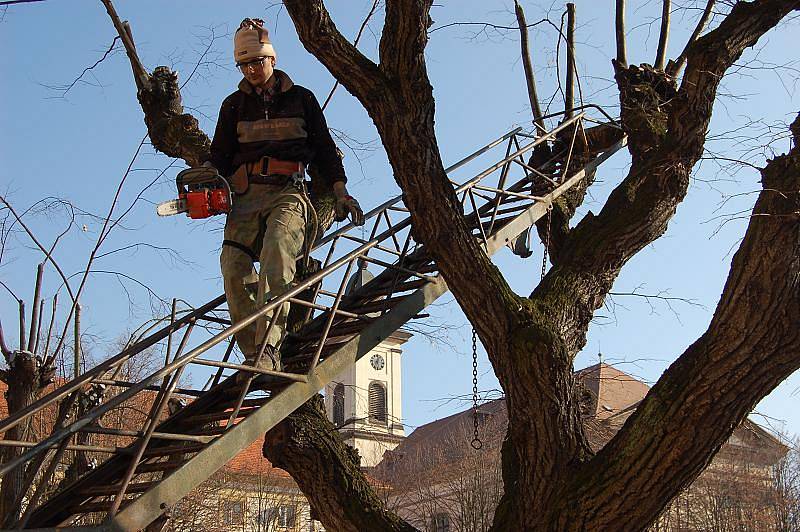 Větve na terezínském náměstí odřezával Miroslav Buldra.