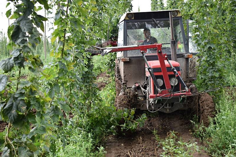 V Polepech na Litoměřicku začali s česáním chmele. Novou sušičku ale nepustili, za plyn by zaplatili enormní částku