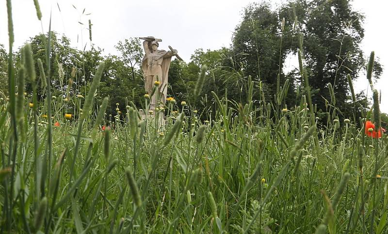 ROZKVETLÉ VLČÍ MÁKY, CHRPY a další byliny, letničky a traviny od letošního roku obklopují sochu rudoarmějce na okraji parku Jiráskovy sady v Litoměřicích. 