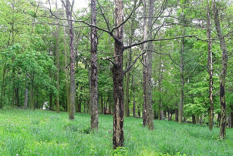 Uschlé stromy na Mostné hoře v Litoměřicích