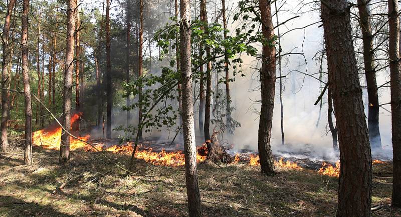 Hasiči bojují s rozsáhlým požárem lesa u Račic