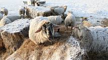 Lbínské stádo ovcí.