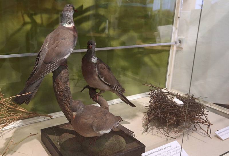 VÝSTAVU O FENOMÉNU holubí pošty doplňuje také zoologická část s exponáty z muzeí v Ústí nad Labem a v Hradci Králové.