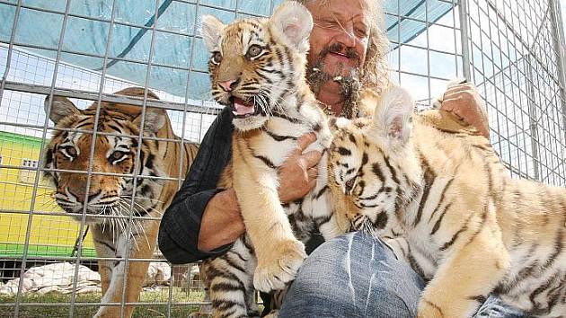 Principál cirkusu JOO představuje tygří mláďata.