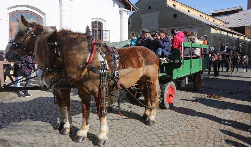 V Terezíně se konal 3. ročník Přehlídky plemenných hřebců 