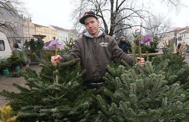 Prodej vánočních stromků v Litoměřicích