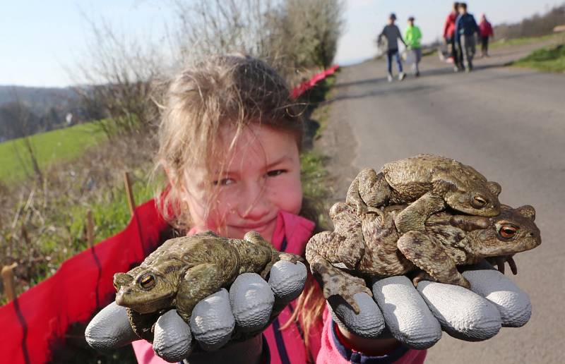 Děti z velkobřezenské školy sbíraly migrující žáby, které zůstaly za ochrannou bariérou, a odnášely je do rybníka.