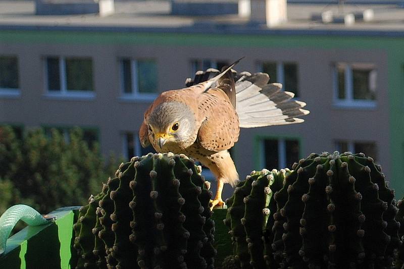 Poštolky byly velmi plaché, byl problém je zachytit.