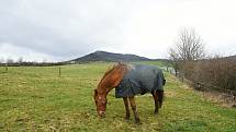 Na okraji Pokratic žijí plnokrevníci i minihorse v podmínkách, které prověří veterináři