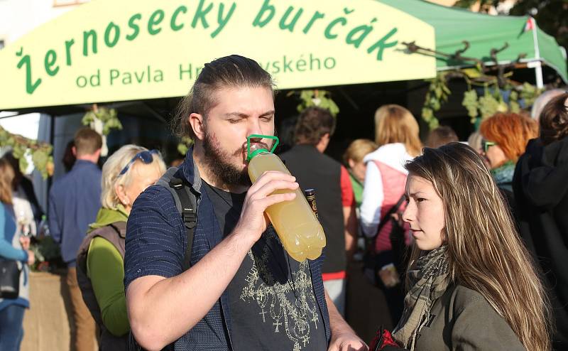 V pátek začalo tradiční vinobraní v Litoměřicích, které bude pokračovat v sobotu hlavním programem.