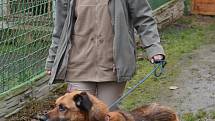 Spolumajitelka řepnického útulku Jana Kymrová ukazuje, jak se zlepšil zdravotní stav týraného psa.