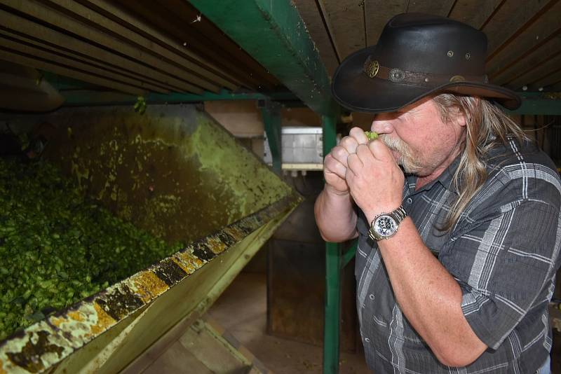 V Polepech na Litoměřicku začali s česáním chmele. Novou sušičku ale nepustili, za plyn by zaplatili enormní částku