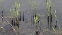 Desítky uhynulých kaprů lemují v posledních dnech břehy úštěckého Jezera Chmelař. Další pak u břehů malátně a apaticky plavou. Rozsáhlý úhyn už řeší Rybářství Doksy, které v rybníku hospodaří.
