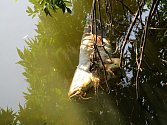 ÚHYN RYB na Labi v Litoměřicích. Mezi uhynulými kusy, které rybáři v řece našli v tomto týdnu, byli nejčastěji sumci.  