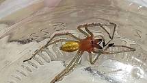 Kousnutí je kvůli jejím klepítkům bolestivé, stejně jako v případě kousnutí kterýmkoli jiným pavoukem ale nepředstavuje žádné vážné nebezpečí. 