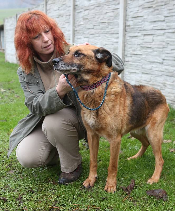 Spolumajitelka řepnického útulku Jana Kymrová ukazuje, jak se zlepšil zdravotní stav týraného psa.