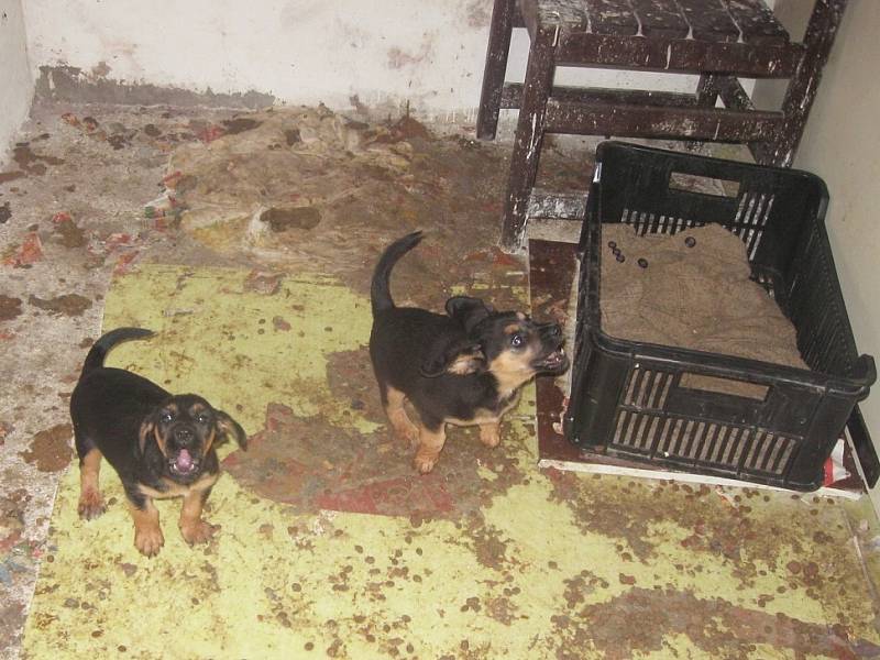 DALŠÍ NEPĚKNÝ POHLED na nevyhovující chov psů se naskytl pracovníkům krajské veterinární správy. Ti přijeli na zavolání sousedky muže, který ve sklepě přechovával čtyři malá  štěňata. 