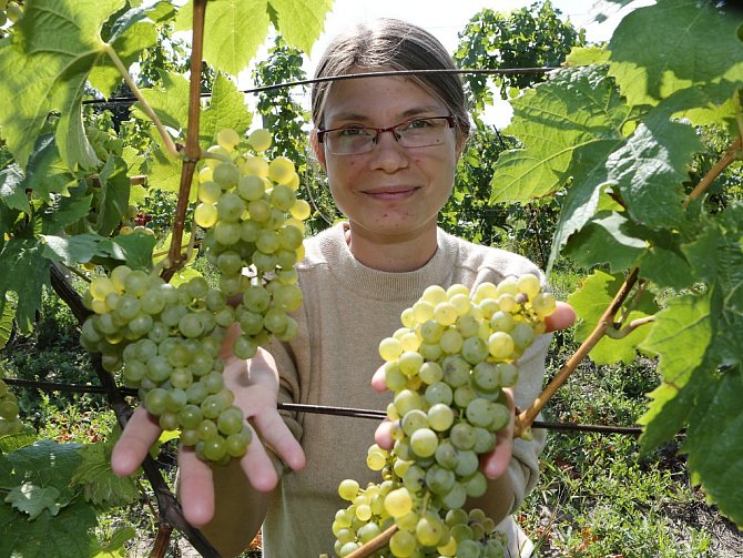 VINAŘKA Hana Líbalová na vinici pod Sovicí před letošní sklizní. 