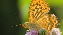 Perleťovec stříbropásek (Argynnis paphia) samec