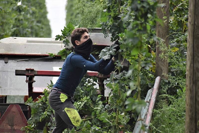 V Polepech na Litoměřicku začali s česáním chmele. Novou sušičku ale nepustili, za plyn by zaplatili enormní částku