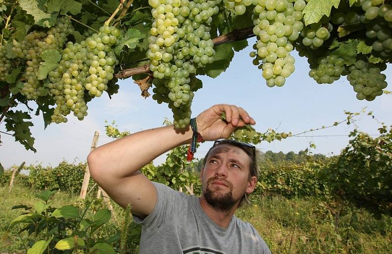 Sklizeň prvních letošních hroznů na burčák začala také na Litoměřicku a Podřipsku. V pondělí sklízeli například u Žalhostic hrozny odrůdy Müller Thurgau. 