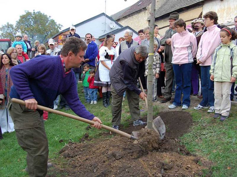 Zasazení památné lípy na návsi ve Stračí