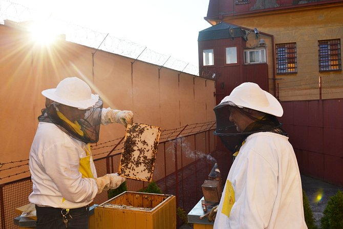 Včelaření za zdmi Vazební věznice Litoměřice