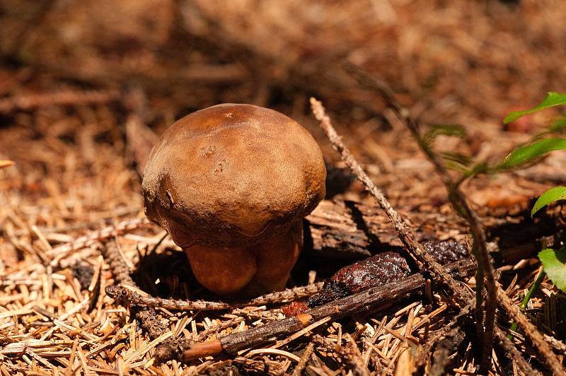 Hřib rodu Boletus. Do polévek i pod maso.