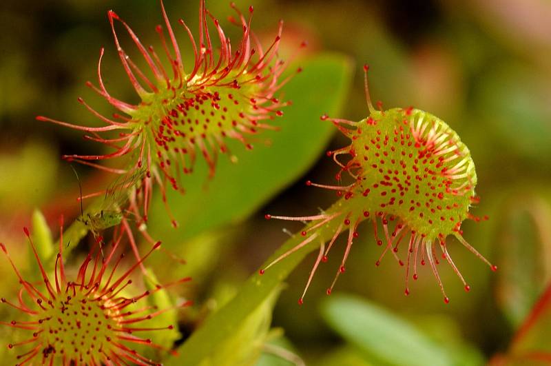 Masožravá rosnatka okrouhlolistá (Drosera rotundifolia).