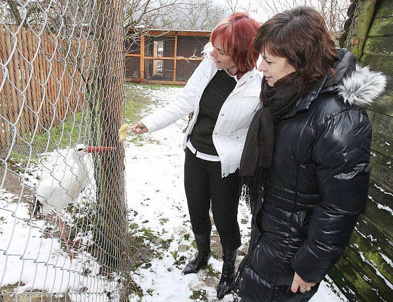 Radní Ústeckého kraje Jana Ryšánková a zastupitelka Dagmar Waicová iniciovaly pomoc Záchranné stanici pro handicapovaná zvířata Falco v Dolním Týnci. Ve čtvrtek stanici navštívily a dovezly darem krmivo pro zvířata a ptáky. 