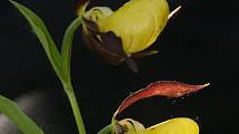 Vzácná orchidej střevíčník pantoflíček (Cypripedium calceolus)