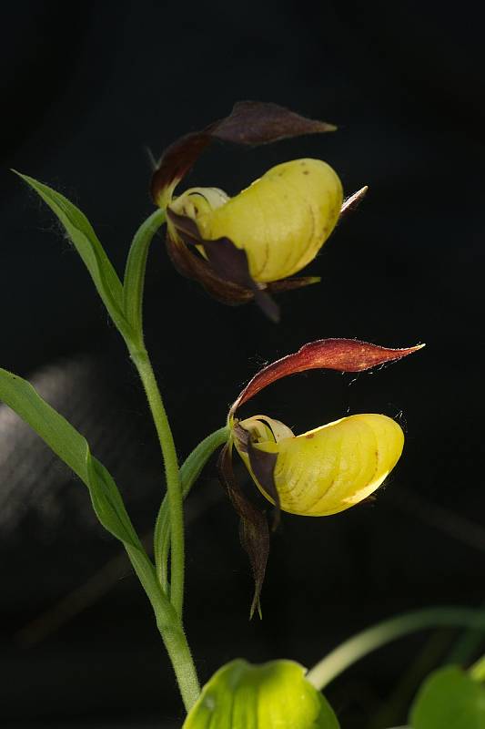 Vzácná orchidej střevíčník pantoflíček (Cypripedium calceolus)