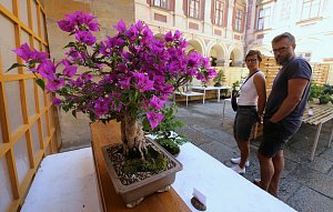 Tradiční výstava bonsají na zámku v Libochovicích. Archivní foto