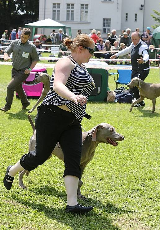 Soutěžní výstava psů Nord Bohemia Canis