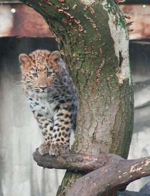 Dejte jméno kotěti v ZOO a vyhrajte plyšového levharta