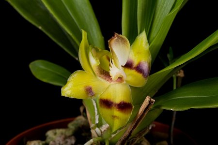 orchidej3