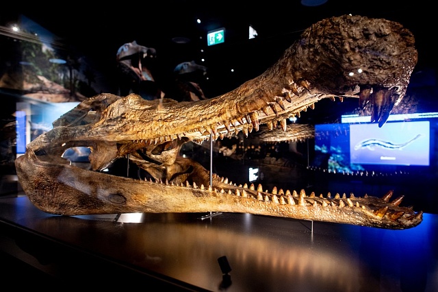Rekonstruovaná lebka sarcosucha imperátora je součástí nové dobrodružné výstavy 'Sauriani - obři moří' v akváriu ve Wilhelmshavenu.